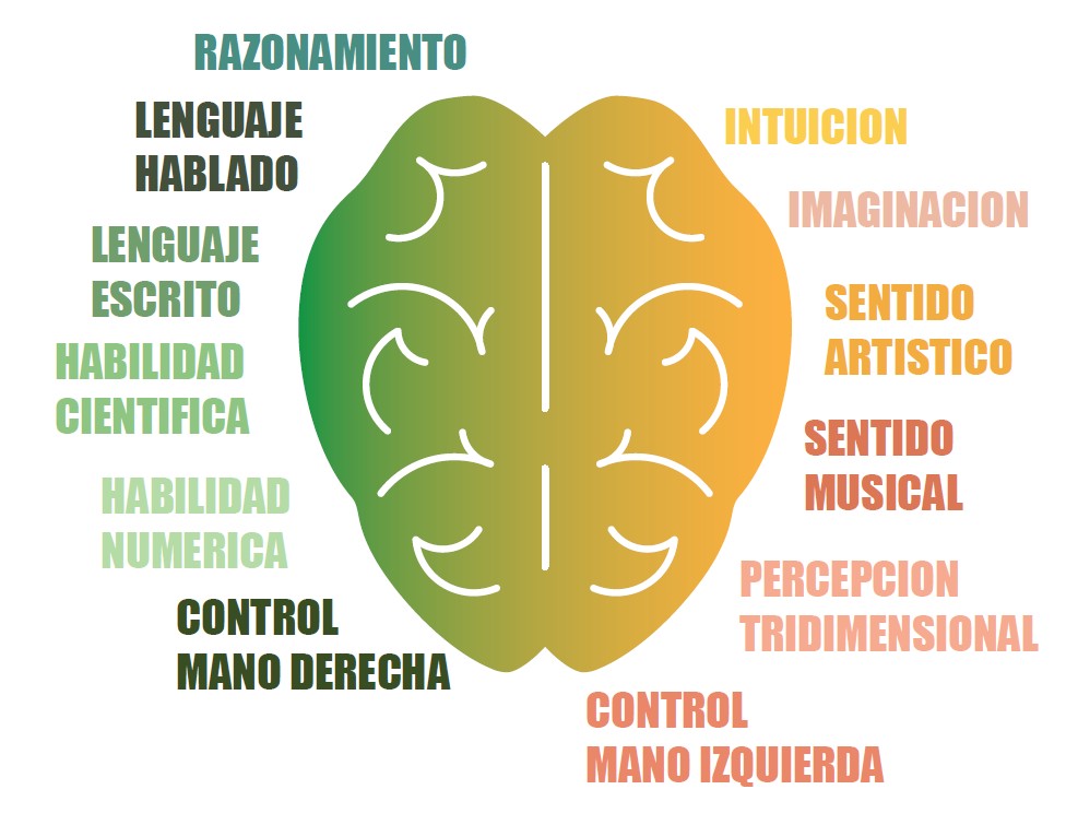 Desarrollo de hemisferios cerebrales con ábaco japonés Hemisferios cerebro abaco